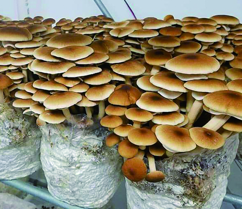 Voordelen van het kweken van paddenstoelen in kweekzakken.